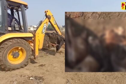 Chhattisgarh : गौठान में 10 गायों की मौत: प्रबंधक बनें डॉक्टर बोले- झिल्ली खाई, खाने के लिए चारा तक नहीं… प्रशासन भी नहीं दे रहा ध्यान