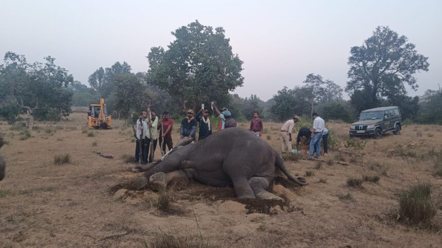 MP NEWS : बांधवगढ़ में 10 हाथियों की मौत पर बोले नेता प्रतिपक्ष उमंग सिंघार