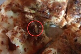 VIDEO: OMG! Pizza में निकले जिंदा कीड़े! इस शख्स ने शेयर किए PHOTO, वीडियो, आप भी हो जाएं सावधान