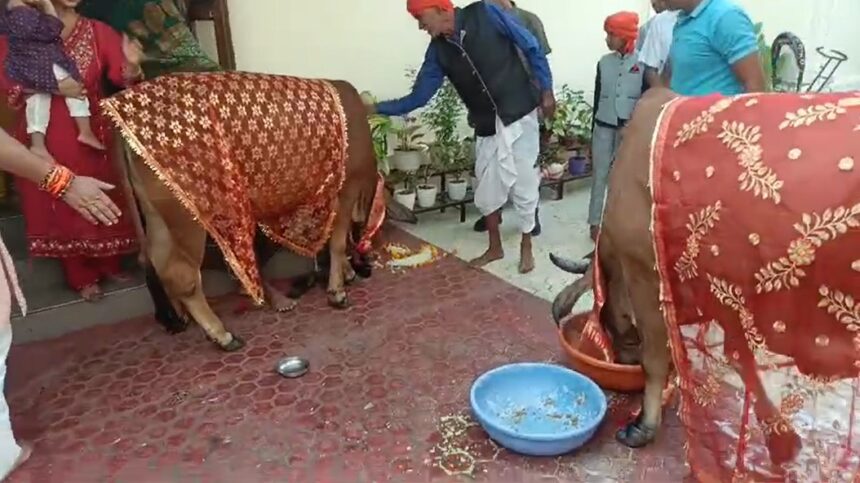 MP NEWS : दिवाली के बाद विधिविधान से की गई गोवर्धन पूजा, लोकसभा सांसद ने प्रदेश वासियों को दी शुभकामनायें