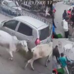 CG VIDEO : जब गौवंशों ने चलती कार को घेरकर रोका, तो गाड़ी के नीचे फसा मिला बछड़ा, आप भी देखें हैरान कर देने वाला वीडियो 