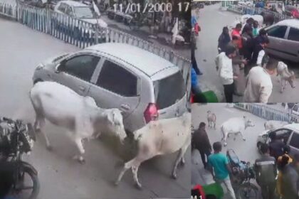 CG VIDEO : जब गौवंशों ने चलती कार को घेरकर रोका, तो गाड़ी के नीचे फसा मिला बछड़ा, आप भी देखें हैरान कर देने वाला वीडियो 