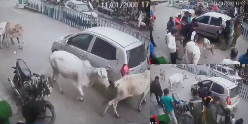 CG VIDEO : जब गौवंशों ने चलती कार को घेरकर रोका, तो गाड़ी के नीचे फसा मिला बछड़ा, आप भी देखें हैरान कर देने वाला वीडियो 