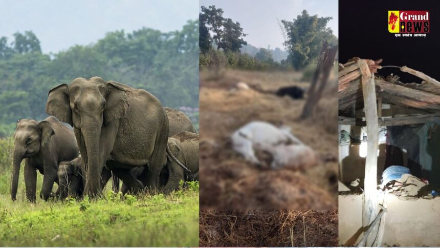 Terror of elephants in CG : कोरबा में हाथियों का आतंक: पांच मवेशियों को उतारा मौत के घाट, धान और सब्जियों के फसलों को किया बर्बाद