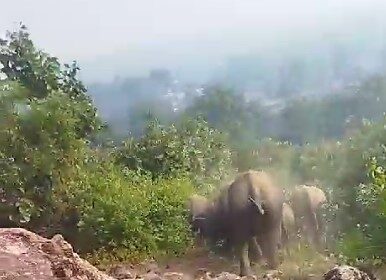 BIG NEWS: हाथियों ने फिर बर्बाद की फसल, गाँवों में दिखा हाथियो का मूवमेंट, ग्रामीण चिंतित