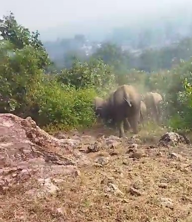 BIG NEWS: हाथियों ने फिर बर्बाद की फसल, गाँवों में दिखा हाथियो का मूवमेंट, ग्रामीण चिंतित