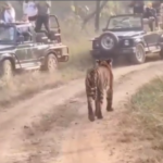 Tiger Viral Video : पन्ना टाइगर रिजर्व में पर्यटकों की ओर बढ़ा बाघ, लोगों में रोमांच के साथ दिखी दहशत 