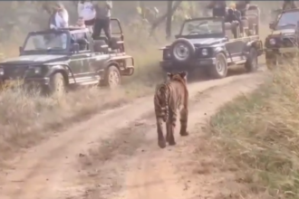 Tiger Viral Video : पन्ना टाइगर रिजर्व में पर्यटकों की ओर बढ़ा बाघ, लोगों में रोमांच के साथ दिखी दहशत 