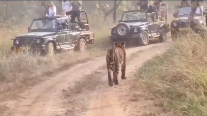 Tiger Viral Video : पन्ना टाइगर रिजर्व में पर्यटकों की ओर बढ़ा बाघ, लोगों में रोमांच के साथ दिखी दहशत 