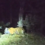 CG Tigress Video : बिलासपुर के बेलगहना वन क्षेत्र में बाघिन के विचरण से मचा हड़कंप, वन विभाग अलर्ट 