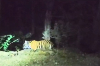 CG Tigress Video : बिलासपुर के बेलगहना वन क्षेत्र में बाघिन के विचरण से मचा हड़कंप, वन विभाग अलर्ट 