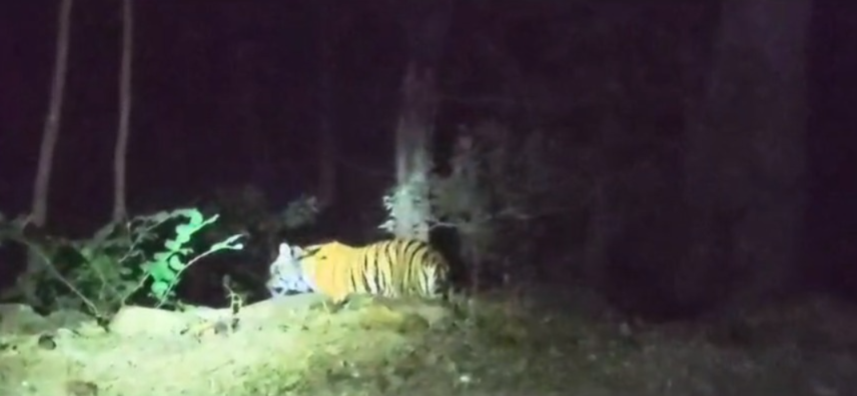 CG Tigress Video : बिलासपुर के बेलगहना वन क्षेत्र में बाघिन के विचरण से मचा हड़कंप, वन विभाग अलर्ट 