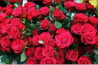 Valentine's Day ; वैलेंटाइन डे और गुलाब, प्यार जताने की अनूठी परंपरा, जानिए कौन से रंग का गुलाब किसे दे