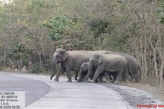 CG: चोटिया खदान के डंपिंग क्षेत्र में पहुंचा हाथियों का दल, ग्रामीणों में फैली दहशत, हरकत में आया वन विभाग