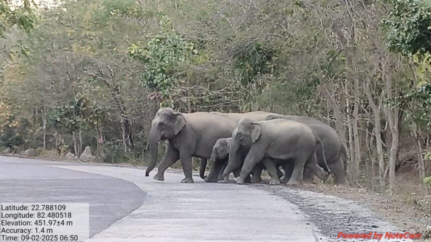 CG: चोटिया खदान के डंपिंग क्षेत्र में पहुंचा हाथियों का दल, ग्रामीणों में फैली दहशत, हरकत में आया वन विभाग