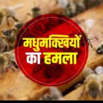 Chhattisgarh : पिकनिक मनाने गए छात्राओं पर मधुमक्खियों ने किया हमला, 11 लोग अस्पताल में भर्ती, जानिए मधुमक्खी के हमले से कैसे बचें?