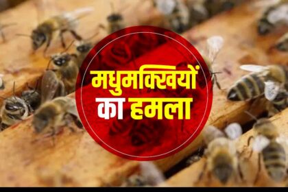 Chhattisgarh : पिकनिक मनाने गए छात्राओं पर मधुमक्खियों ने किया हमला, 11 लोग अस्पताल में भर्ती, जानिए मधुमक्खी के हमले से कैसे बचें?