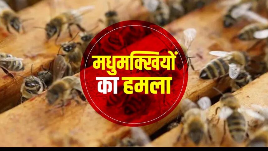 Chhattisgarh : पिकनिक मनाने गए छात्राओं पर मधुमक्खियों ने किया हमला, 11 लोग अस्पताल में भर्ती, जानिए मधुमक्खी के हमले से कैसे बचें?