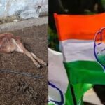 CG BREAKING : गौशाला में 40 गायों की मौत पर कांग्रेस सख्त, तीन सदस्यीय जांच समिति गठित