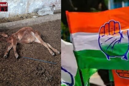 CG BREAKING : गौशाला में 40 गायों की मौत पर कांग्रेस सख्त, तीन सदस्यीय जांच समिति गठित