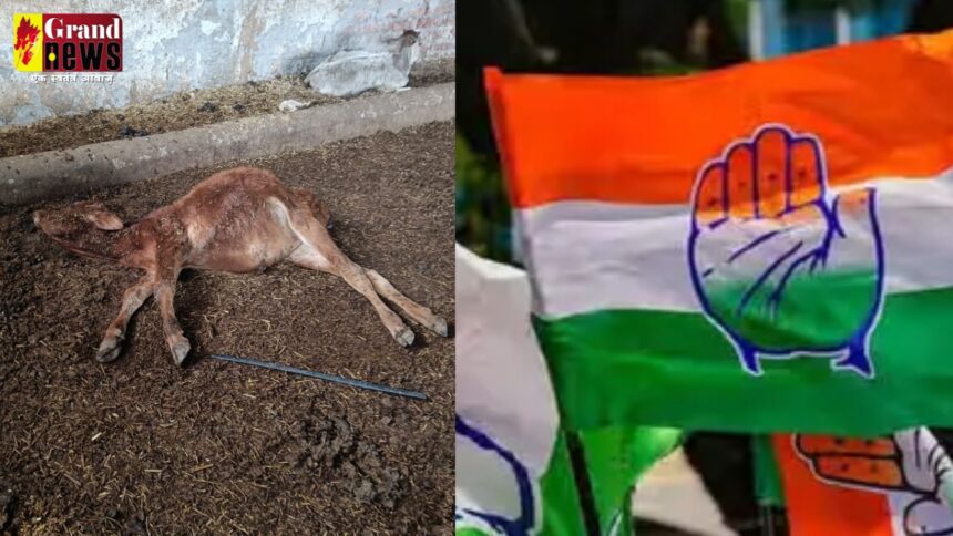 CG BREAKING : गौशाला में 40 गायों की मौत पर कांग्रेस सख्त, तीन सदस्यीय जांच समिति गठित