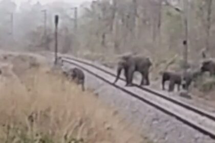 BREAKING NEWS: रेल लाइन पार करते नजर आया जंगली हाथियों का दल, ग्रामीणों को किया गया अलर्ट