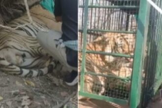 CG NEWS : इन्द्रावती टायगर रिजर्व में घायल बाघ का सफल रेस्क्यू, उपचार के लिए नवा रायपुर भेजा गया
