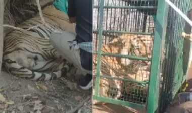 CG NEWS : इन्द्रावती टायगर रिजर्व में घायल बाघ का सफल रेस्क्यू, उपचार के लिए नवा रायपुर भेजा गया
