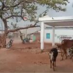 CG NEWS : तेज आंधी-बारिश से ग्राम उदयपुर में तबाही, दर्जनों गरीब परिवार बेघर | पीएम आवास योजना से वंचित