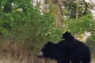 CG Video : गढ़िया पहाड़ में दिखा भालू का मातृत्व, माँ-बेटा सुबह की सैर पर निकले, वीडियो ने जीता दिल, देखें
