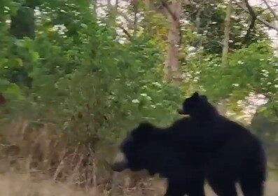 CG Video : गढ़िया पहाड़ में दिखा भालू का मातृत्व, माँ-बेटा सुबह की सैर पर निकले, वीडियो ने जीता दिल, देखें
