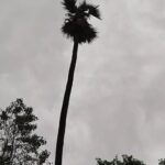 CG Weather: 9 जिलों में हो सकती हैं गरज-चमक के साथ तेज बारिश, यलो अलर्ट जारी...
