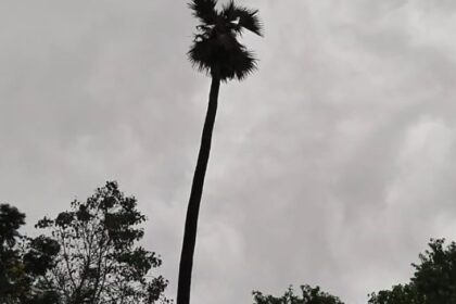 CG Weather: 9 जिलों में हो सकती हैं गरज-चमक के साथ तेज बारिश, यलो अलर्ट जारी...