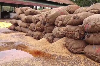 CG : मंडी में भीगा सैकड़ो क्विंटल किसानों और व्यापारियों का धान, देखें वीडियो