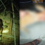 CG NEWS : ठेलकाबोड में फिर दिखाई दिया तेंदुआ, मवेशी पर किया हमला