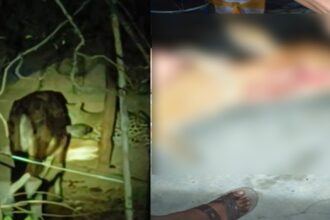 CG NEWS : ठेलकाबोड में फिर दिखाई दिया तेंदुआ, मवेशी पर किया हमला