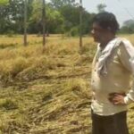 CG NEWS : शार्ट सर्किट से खेत में लगी आग, धान की खड़ी फसल जलकर खाक