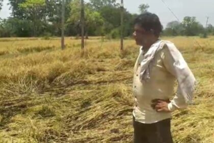 CG NEWS : शार्ट सर्किट से खेत में लगी आग, धान की खड़ी फसल जलकर खाक