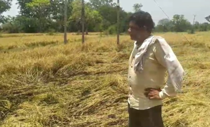 CG NEWS : शार्ट सर्किट से खेत में लगी आग, धान की खड़ी फसल जलकर खाक