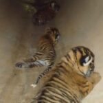 Ranthambore Tiger Reserve : रणथंभौर टाइगर रिजर्व में बाघों की गूंज: बाघिन RBT-2302 ने तीन शावकों को दिया जन्म