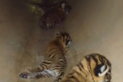 Ranthambore Tiger Reserve : रणथंभौर टाइगर रिजर्व में बाघों की गूंज: बाघिन RBT-2302 ने तीन शावकों को दिया जन्म