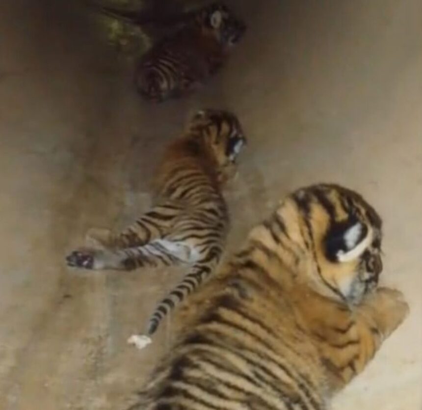 Ranthambore Tiger Reserve : रणथंभौर टाइगर रिजर्व में बाघों की गूंज: बाघिन RBT-2302 ने तीन शावकों को दिया जन्म