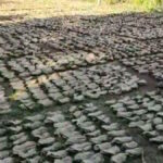 CG NEWS : तेन्दूपत्ता पारिश्रमिक वितरण में घोटाला, 11 वनोपज समिति प्रबंधक बर्खास्त, संचालक मंडल भंग