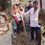 CG VIDEO : छत्तीसगढ़ में नागलोक; आरंग के एक घर में मिला नाग नागिन का पूरा परिवार, मची सनसनी