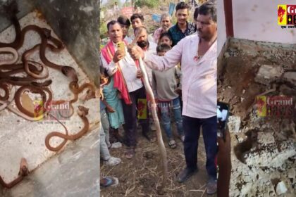 CG VIDEO : छत्तीसगढ़ में नागलोक; आरंग के एक घर में मिला नाग नागिन का पूरा परिवार, मची सनसनी