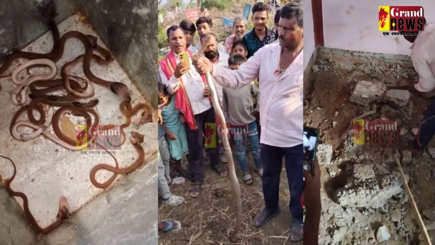CG VIDEO : छत्तीसगढ़ में नागलोक; आरंग के एक घर में मिला नाग नागिन का पूरा परिवार, मची सनसनी
