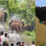 CG VIDEO : छाल रेंज में पहुंचा 18 हाथियों का झुंड, मकान के दीवार को गिराया 