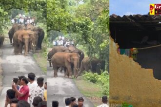 CG VIDEO : छाल रेंज में पहुंचा 18 हाथियों का झुंड, मकान के दीवार को गिराया 