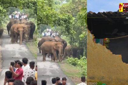 CG VIDEO : छाल रेंज में पहुंचा 18 हाथियों का झुंड, मकान के दीवार को गिराया 