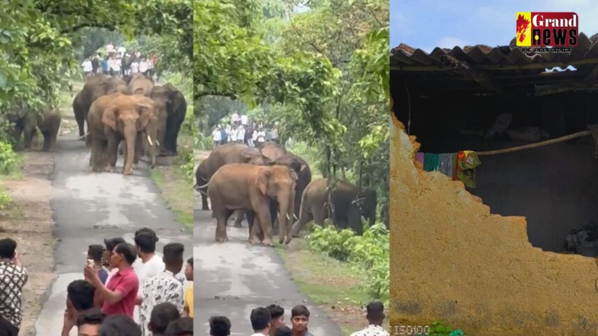 CG VIDEO : छाल रेंज में पहुंचा 18 हाथियों का झुंड, मकान के दीवार को गिराया 
